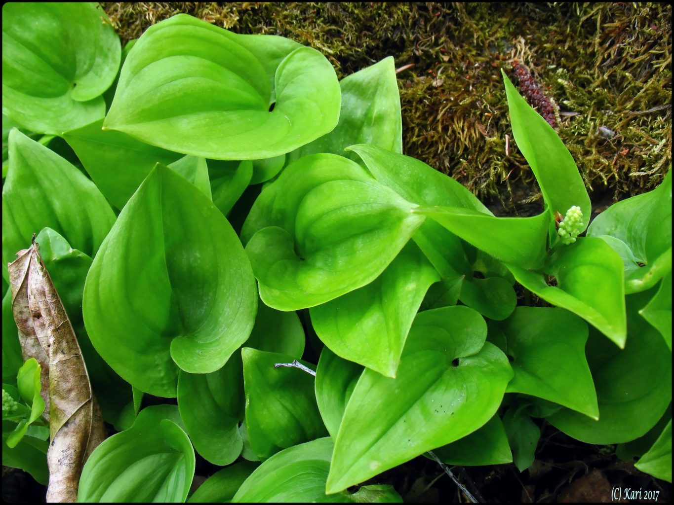 Valokuvaaja: Kari Saarinen Valokuvaaja: Kari Saarinen