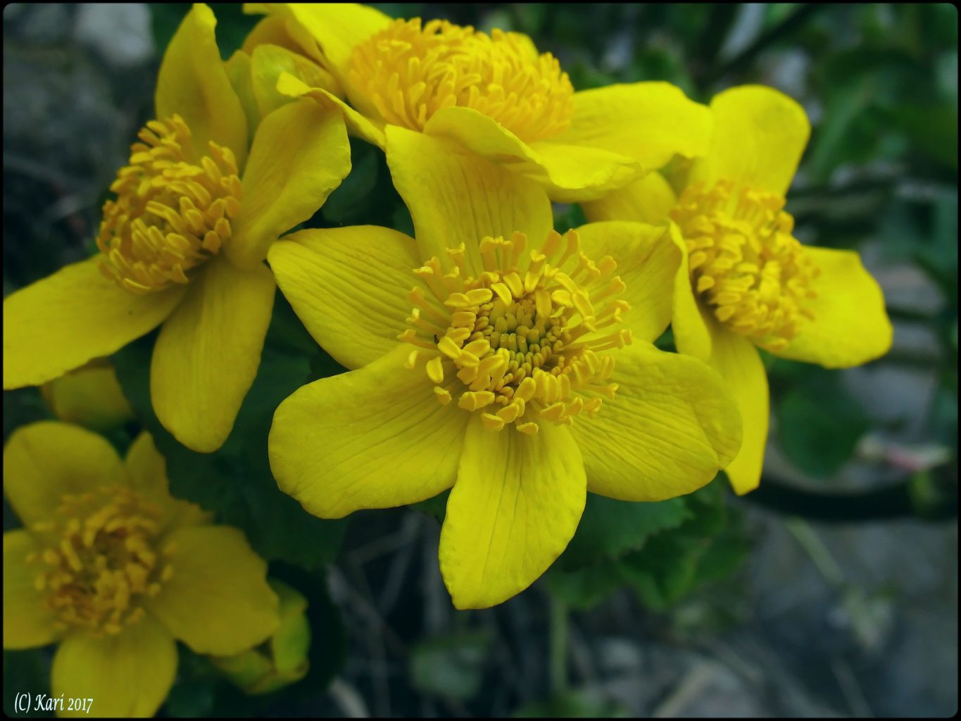 Valokuvaaja: Kari Saarinen