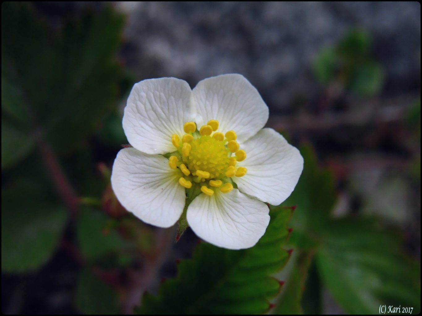 Valokuvaaja: Kari Saarinen
