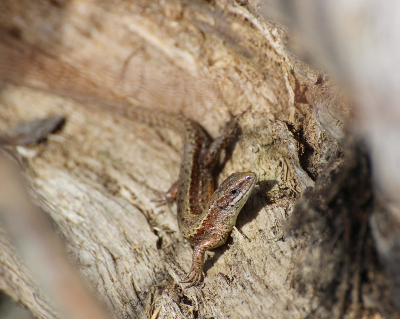 Valokuvaaja: Irja lehtinen
