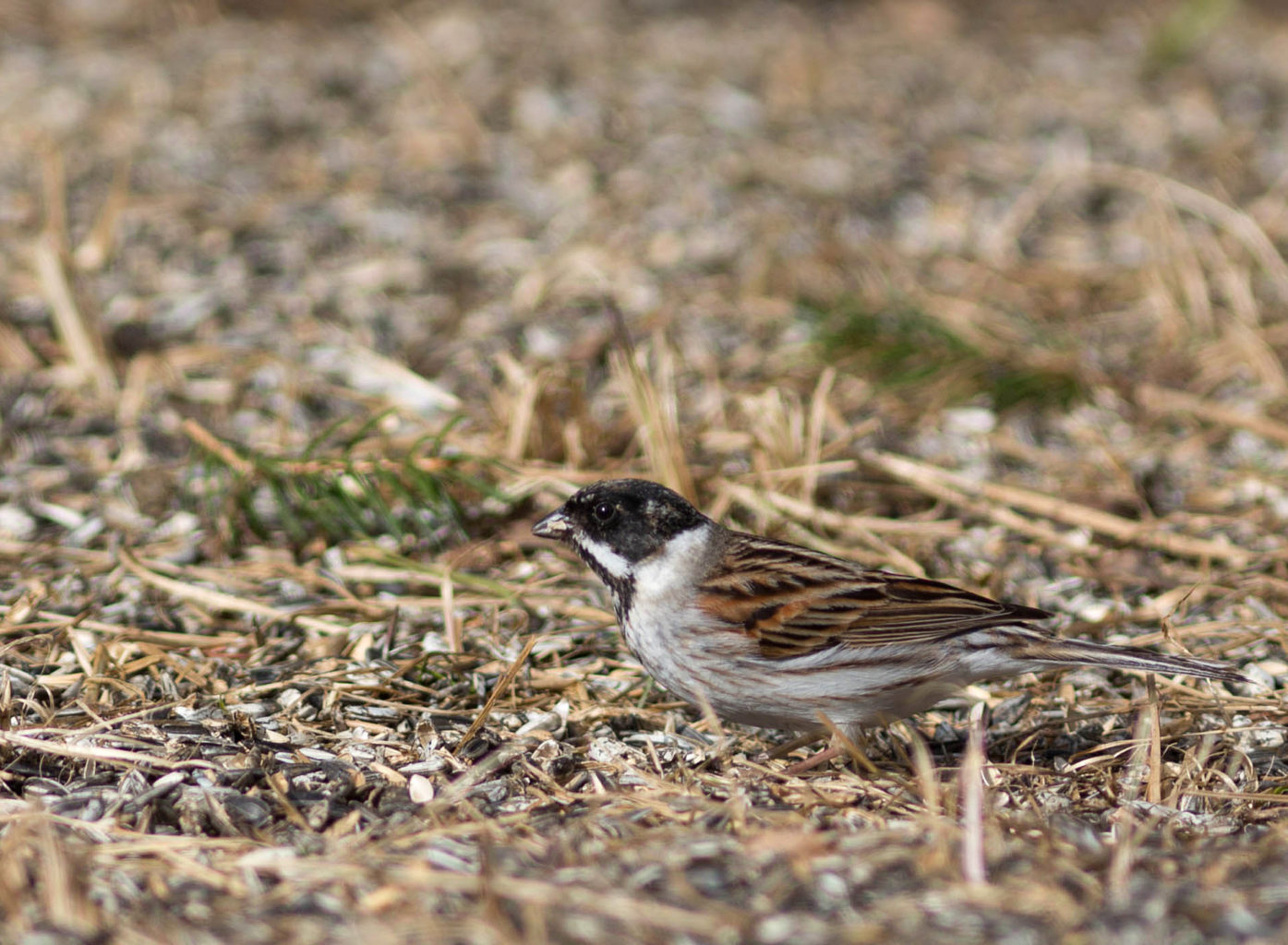 Valokuvaaja: Irma Kortekallio