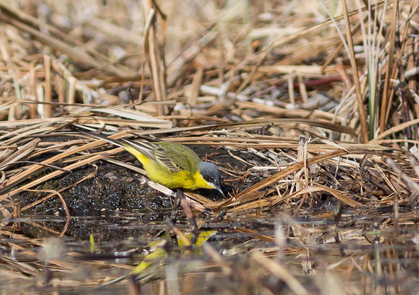 Valokuvaaja: Irma Kortekallio