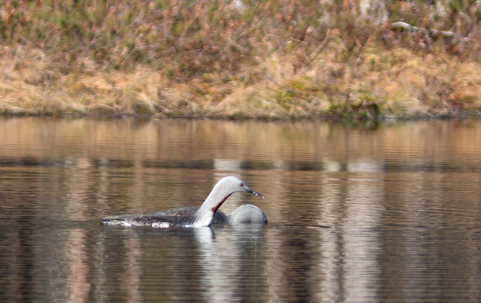 Valokuvaaja: Irma Kortekallio Valokuvaaja: Irma Kortekallio