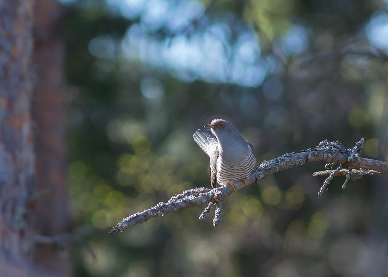 Valokuvaaja: Irma Kortekallio Valokuvaaja: Irma Kortekallio