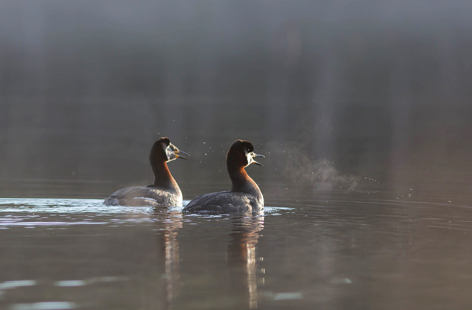 Valokuvaaja: Irma Kortekallio