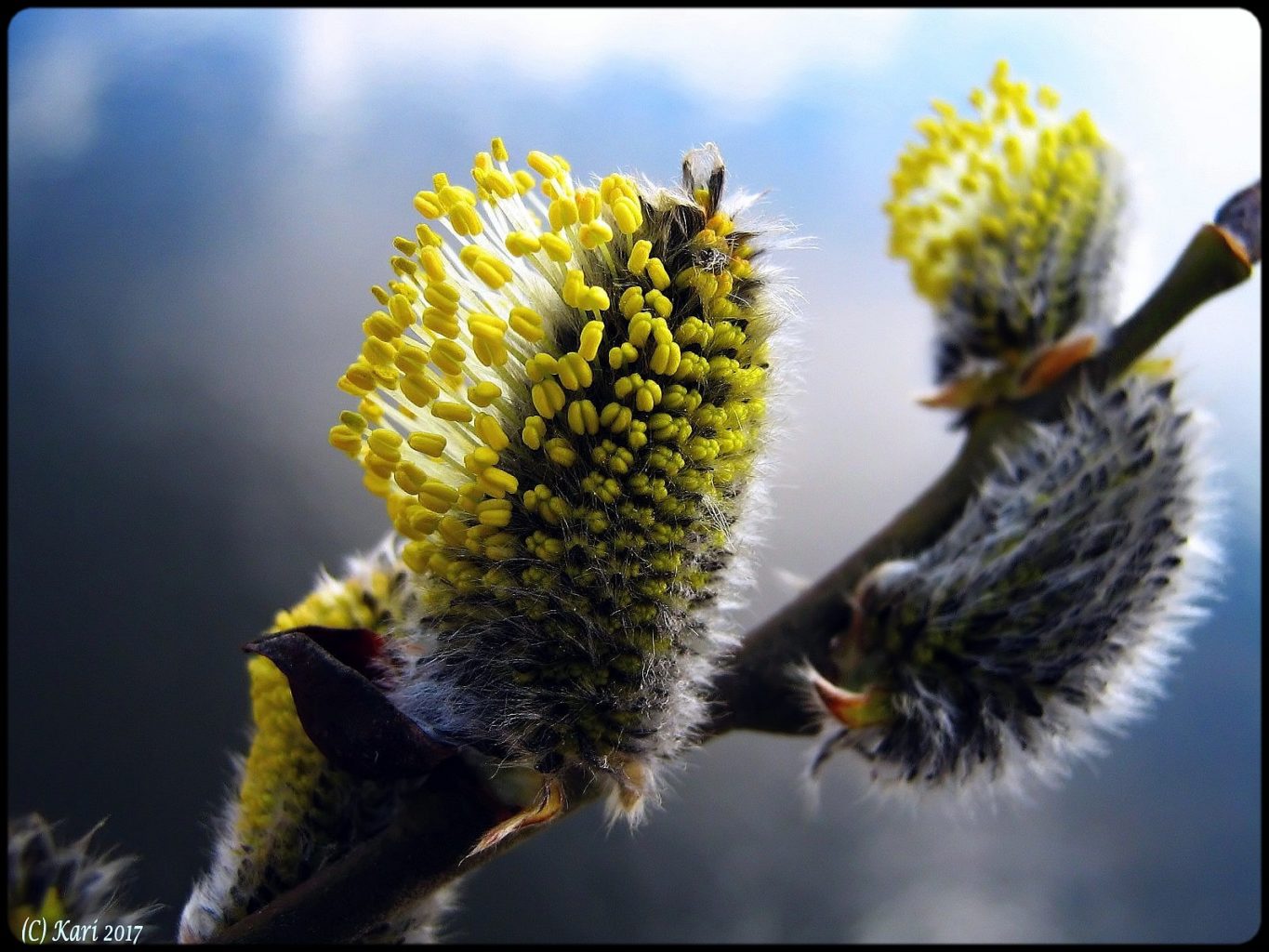 Valokuvaaja: Kari Saarinen Valokuvaaja: Kari Saarinen