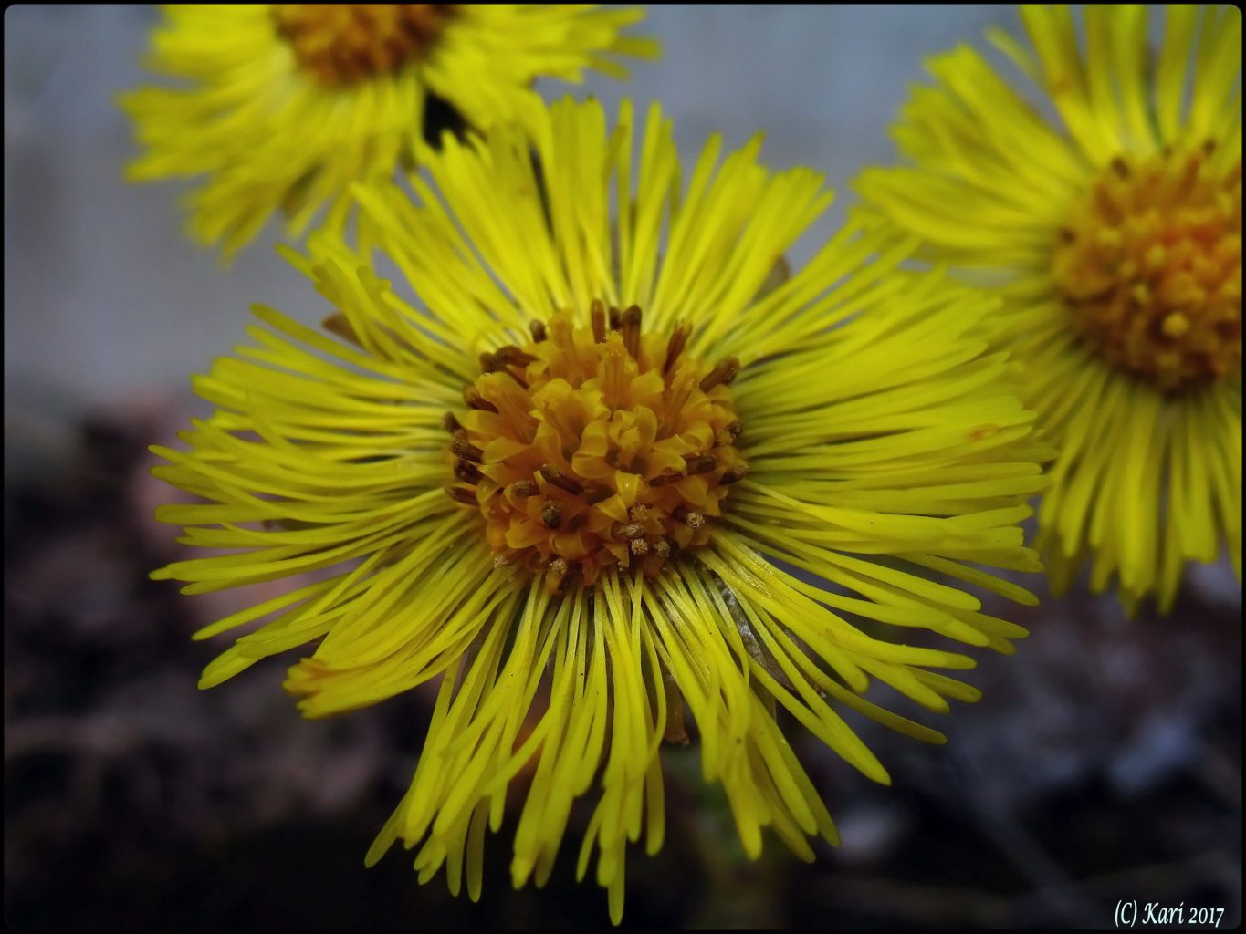 Valokuvaaja: Kari Saarinen