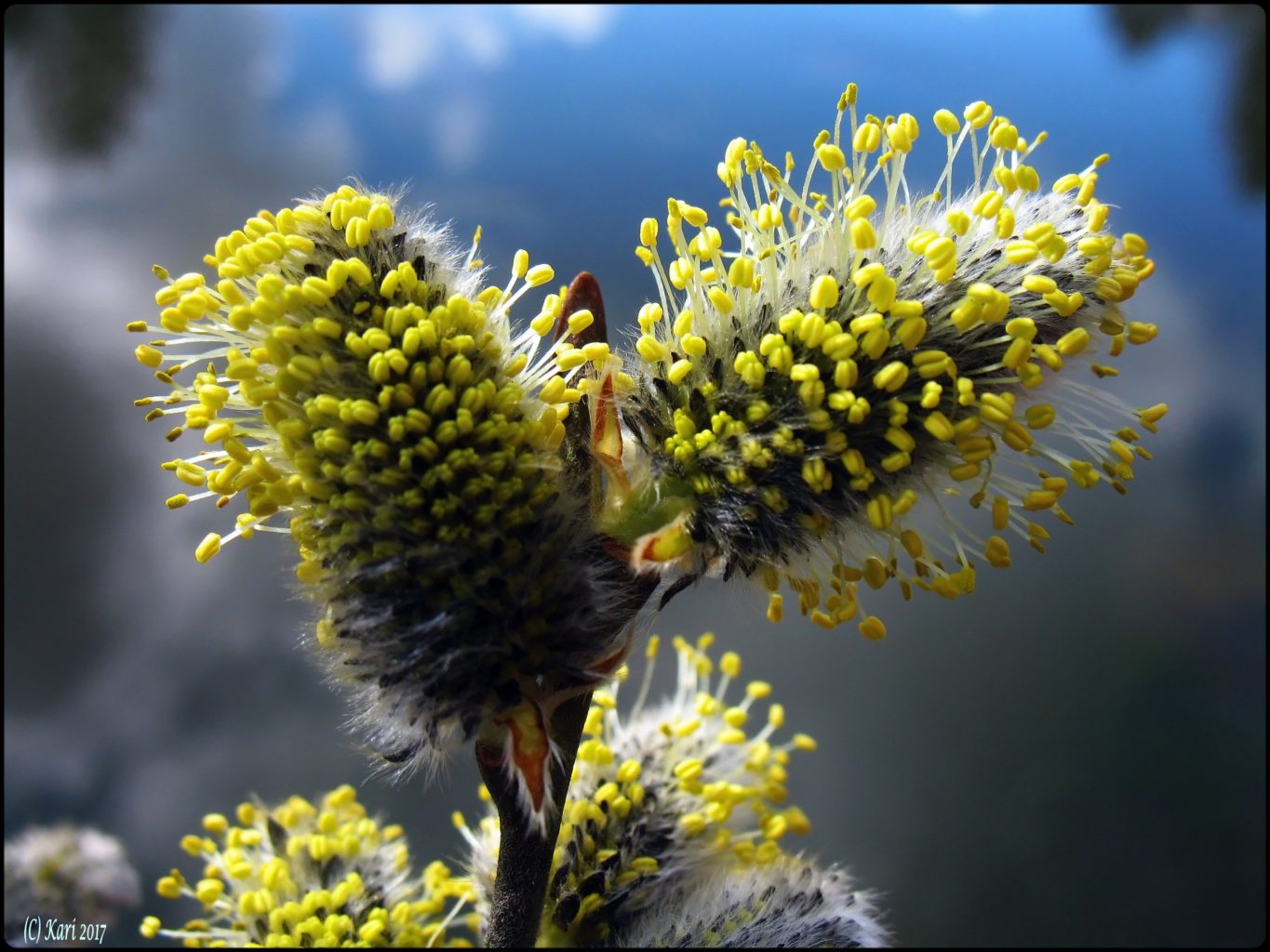 Valokuvaaja: Kari Saarinen