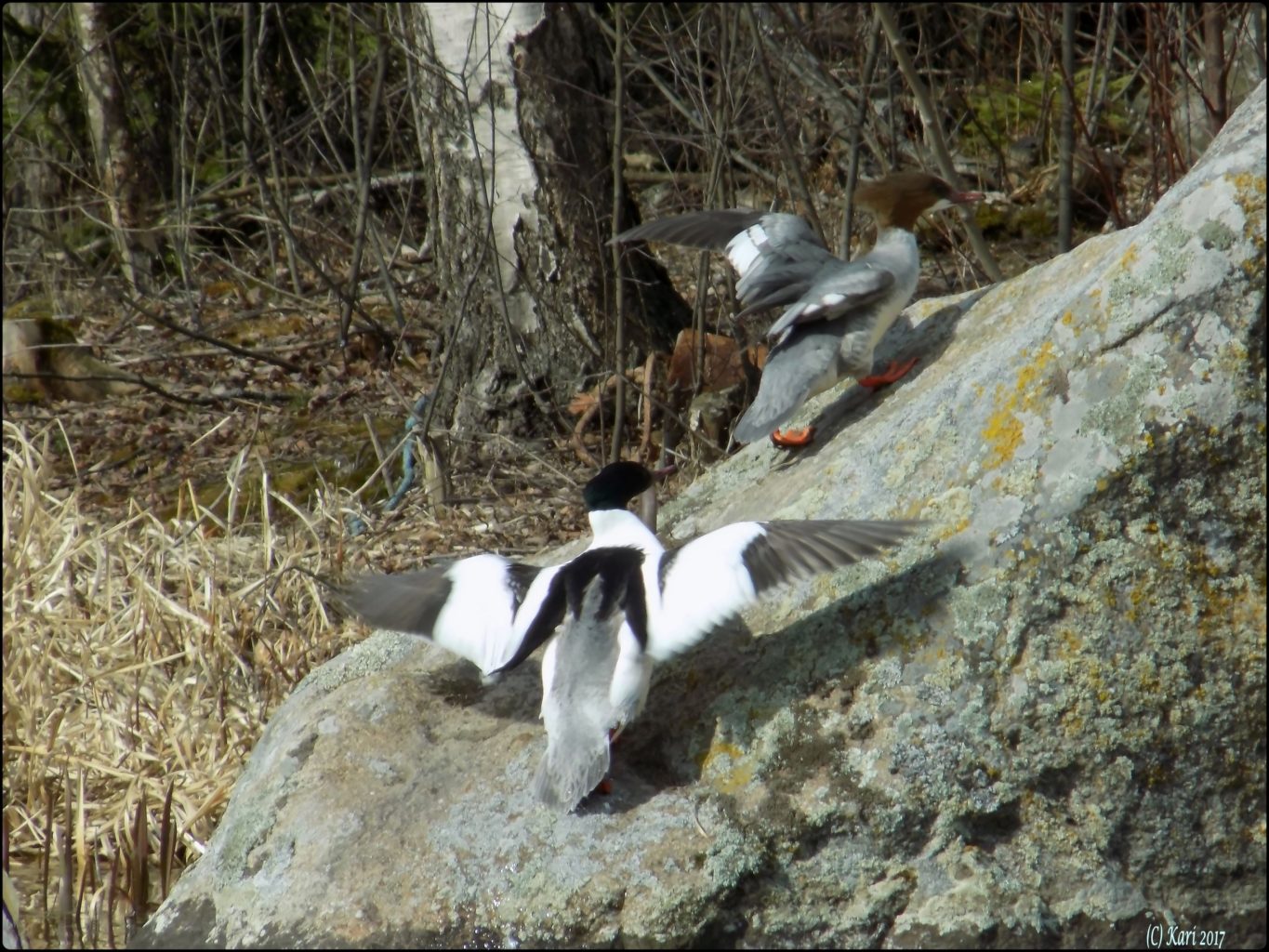 Valokuvaaja: Kari Saarinen