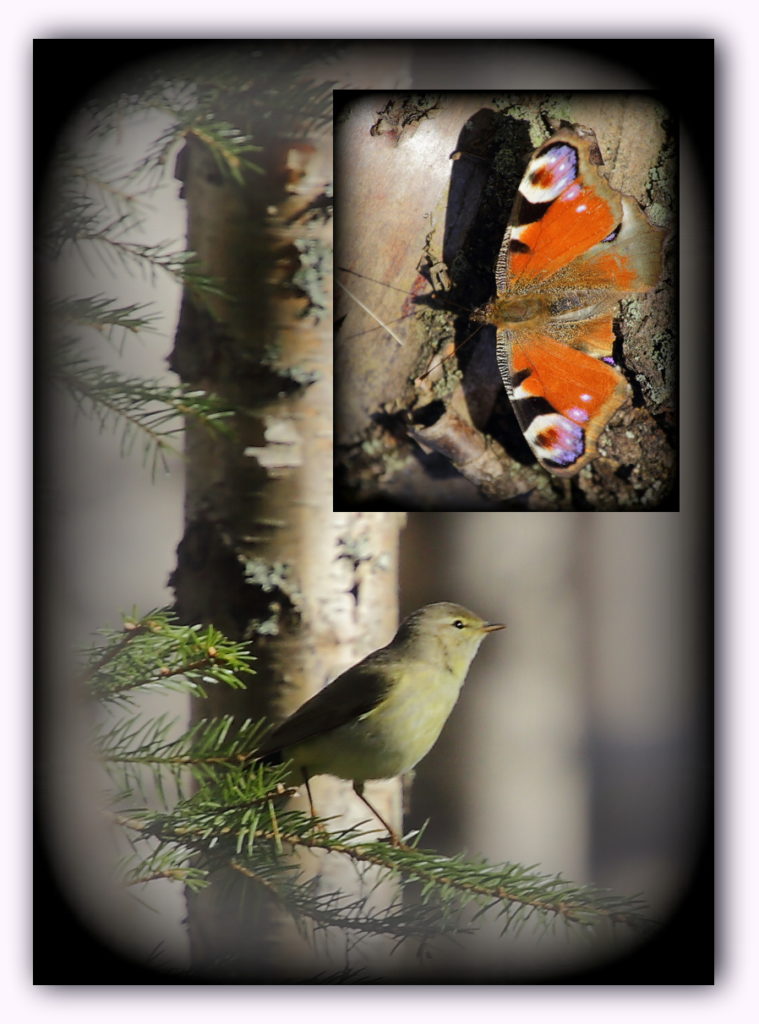 Valokuvaaja: Sami Korhonen