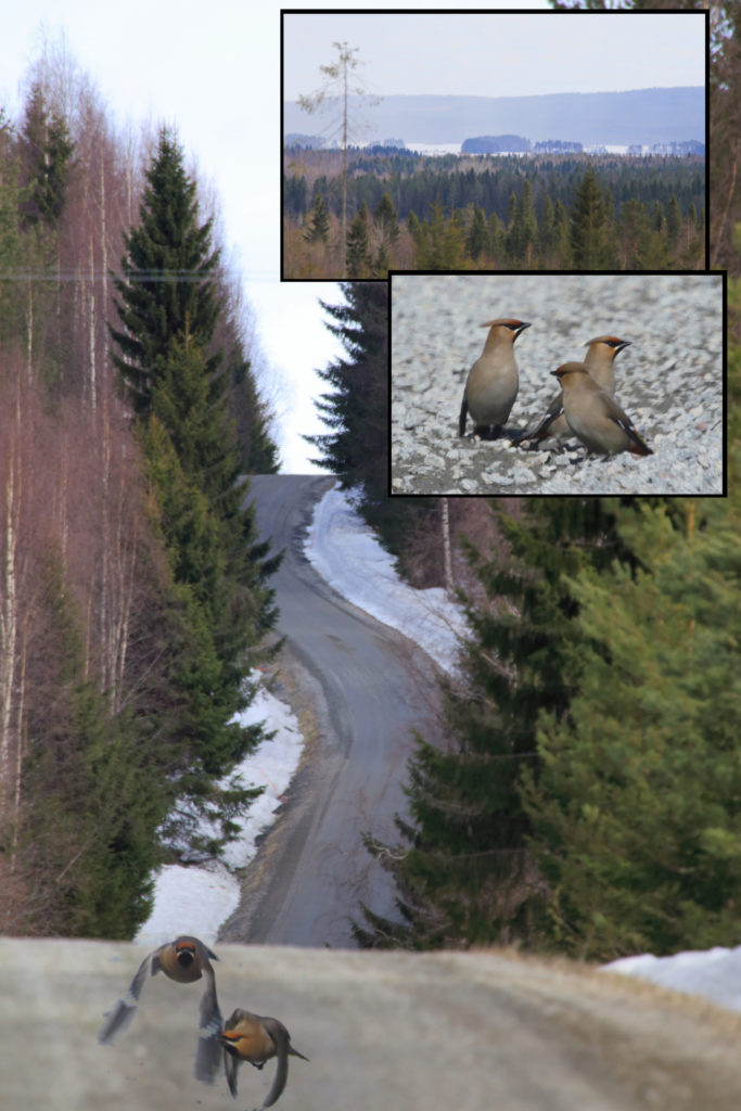 Valokuvaaja: Sami Korhonen