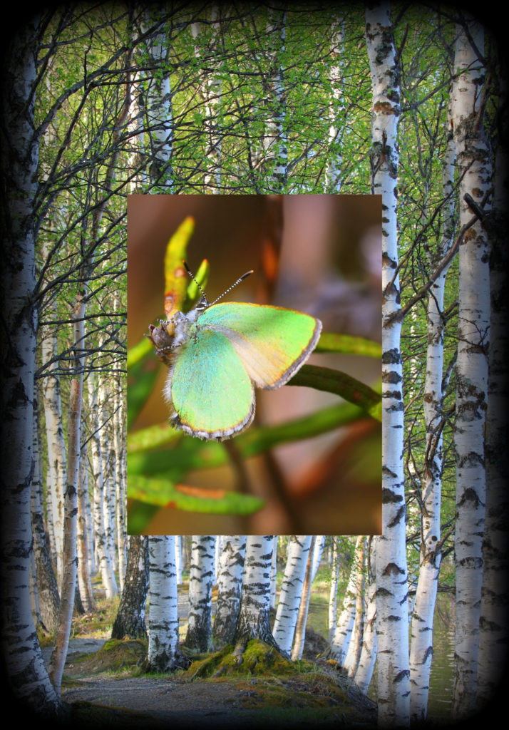 Valokuvaaja: Sami Korhonen Valokuvaaja: Sami Korhonen