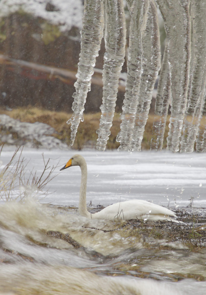 Valokuvaaja: Sami Korhonen