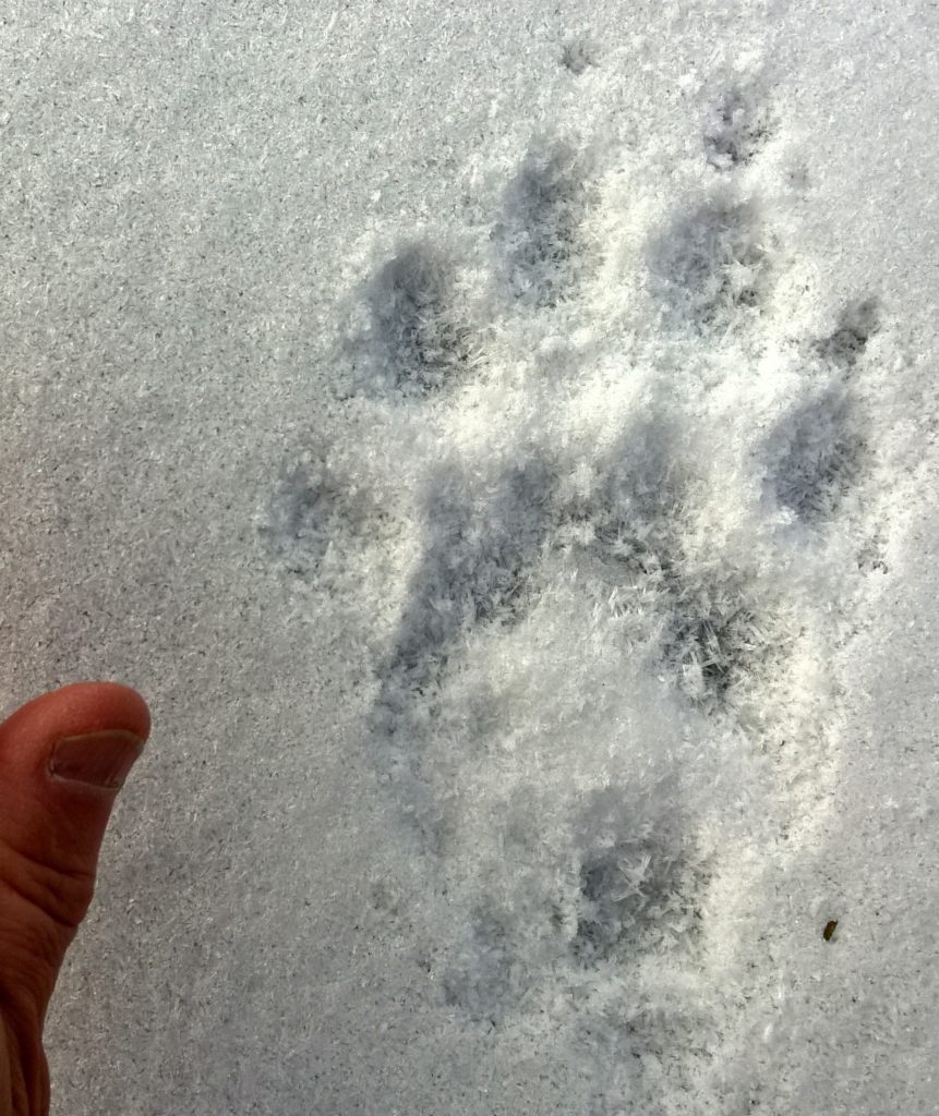 Valokuvaaja: Pekka T Termonen