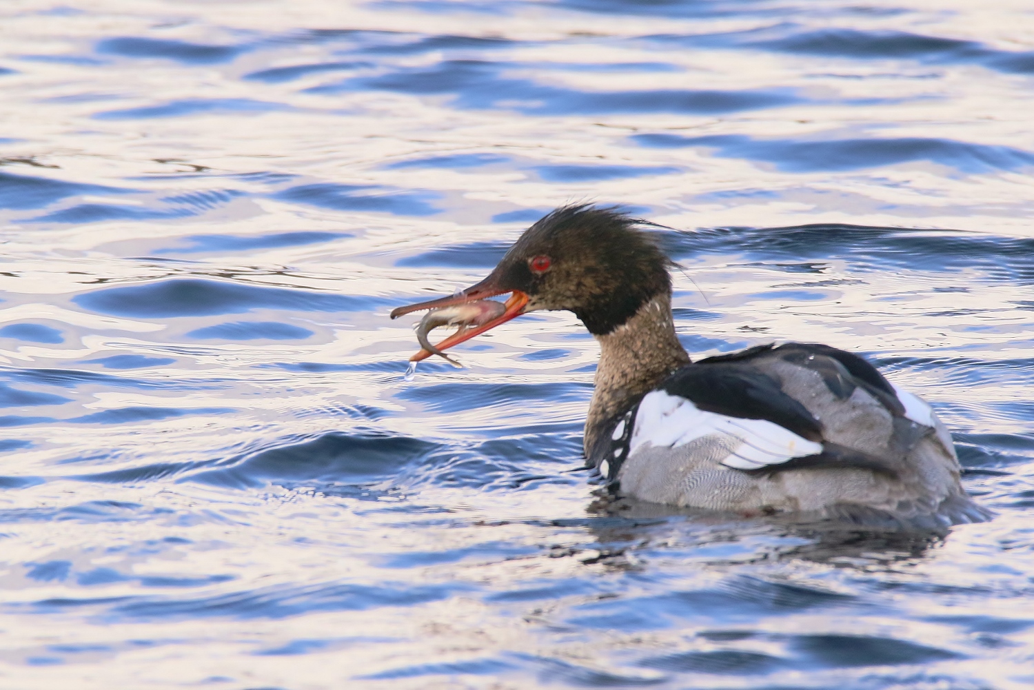 Valokuvaaja: Tuula Pirnes
