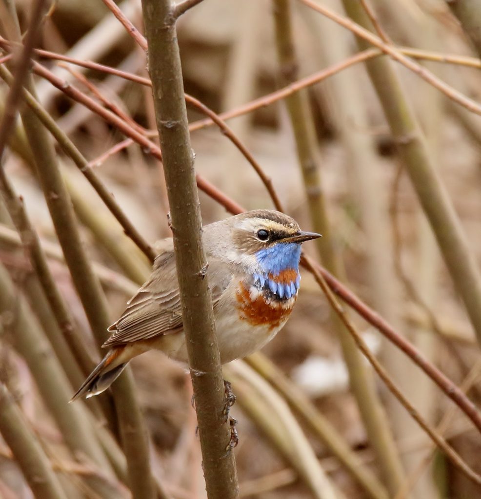 Valokuvaaja: Tuula Pirnes