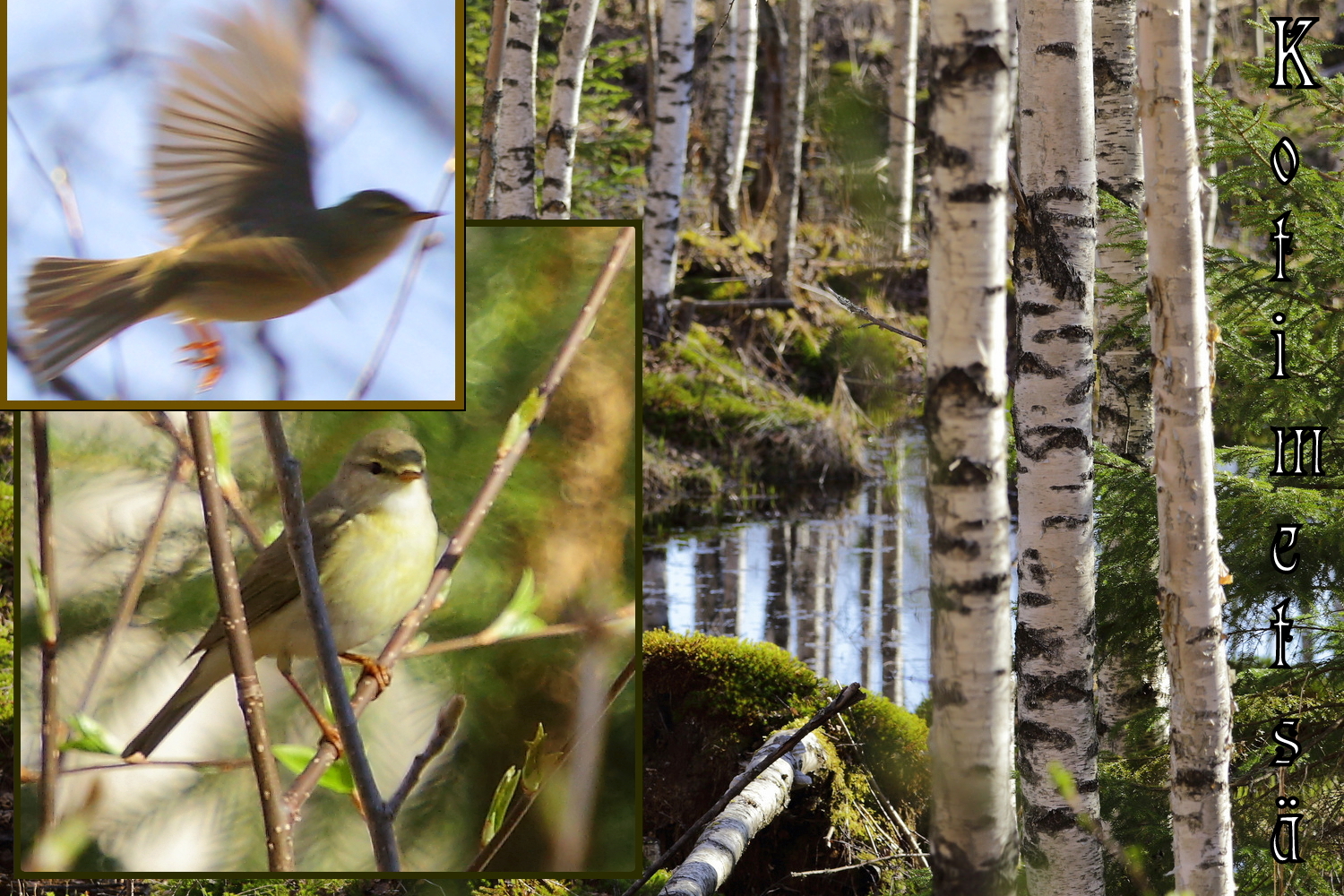 Valokuvaaja: Sami Korhonen