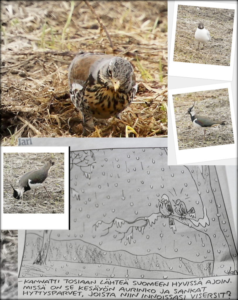 Valokuvaaja: Sami Korhonen