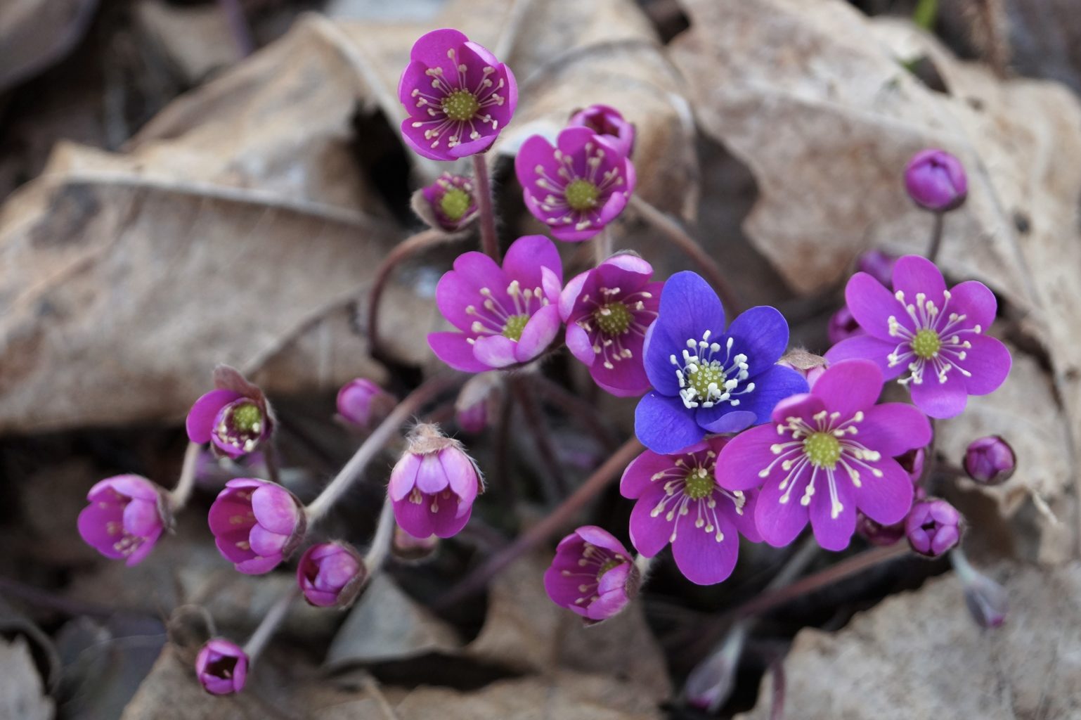 Valokuvaaja: Maarit Siitonen Valokuvaaja: Maarit Siitonen