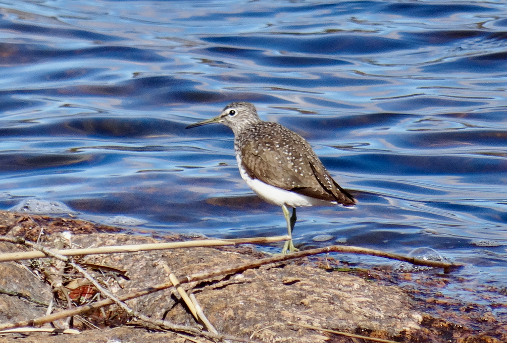 Valokuvaaja: Liisa Niiva-Korpela