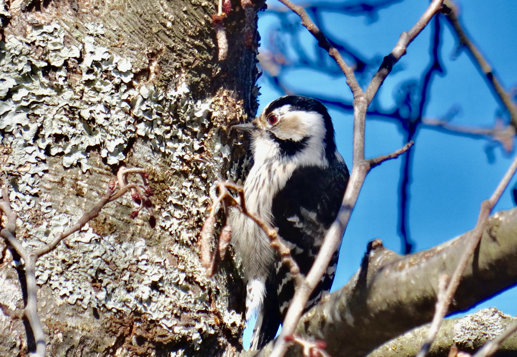 Valokuvaaja: Liisa Niiva-Korpela