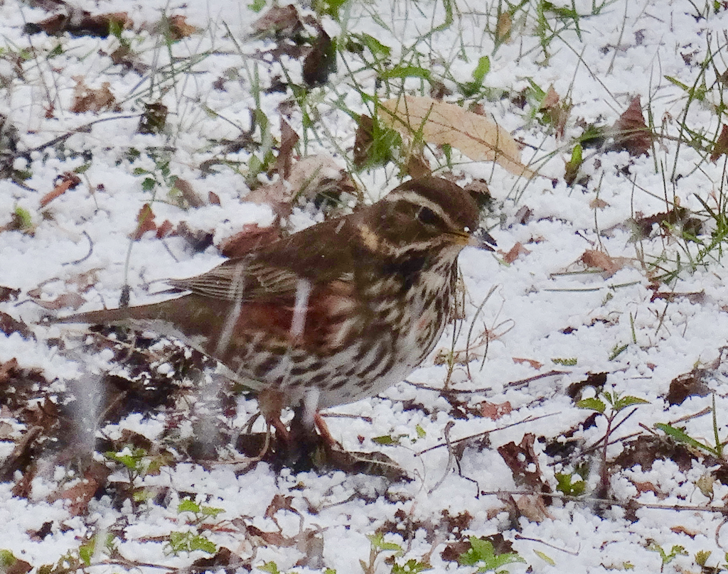 Valokuvaaja: Liisa Niiva-Korpela