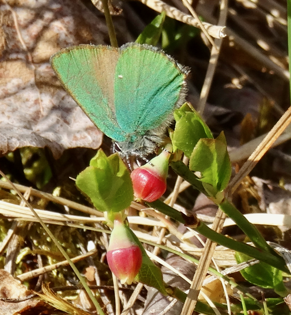 Valokuvaaja: Liisa Niiva-Korpela