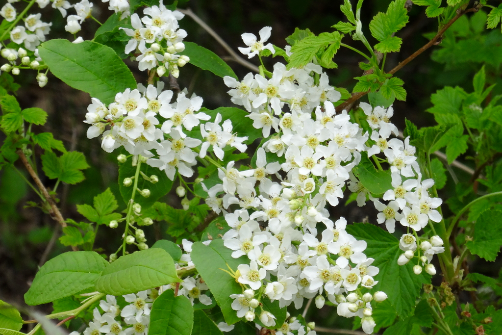 Valokuvaaja: Liisa Niiva-Korpela