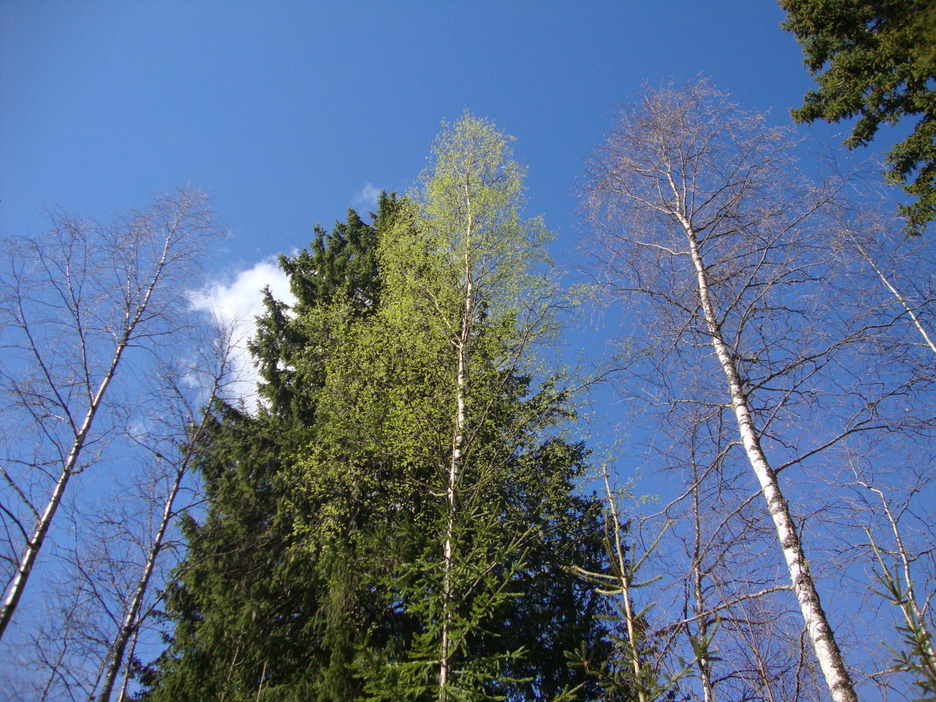 Valokuvaaja: Anja Mustamaa