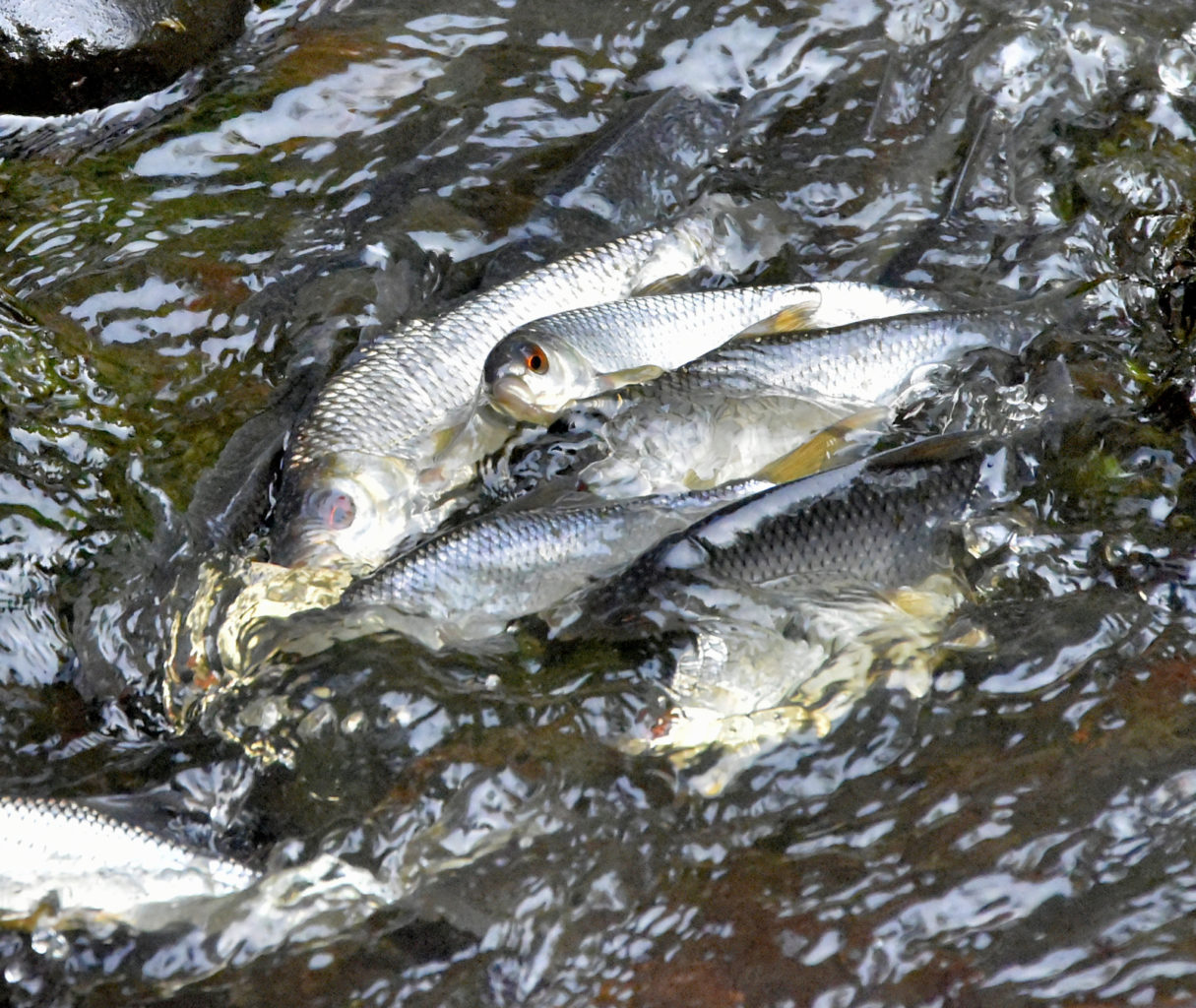 Valokuvaaja: Reijo Juurinen