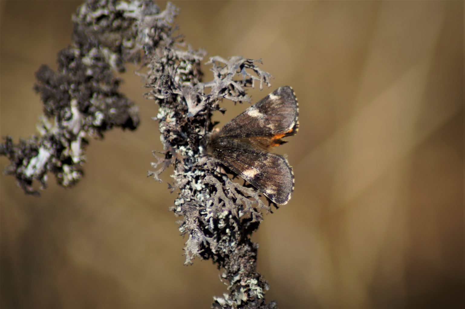 Valokuvaaja: Maarit Siitonen Valokuvaaja: Maarit Siitonen