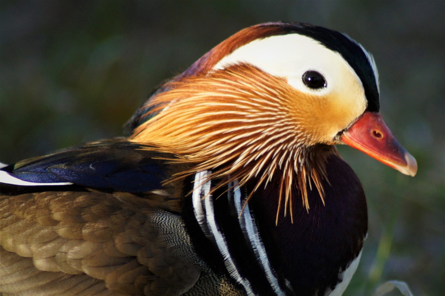 Valokuvaaja: Maarit Siitonen