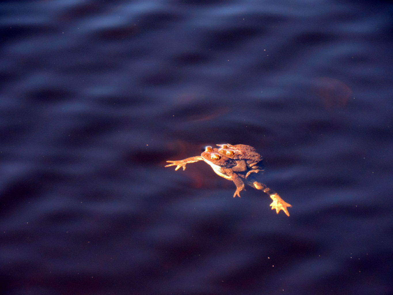 Valokuvaaja: Helena Sytelä