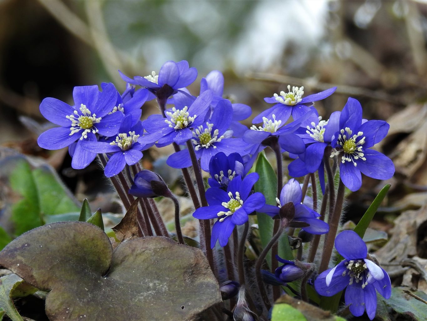 Valokuvaaja: Maarit Siitonen