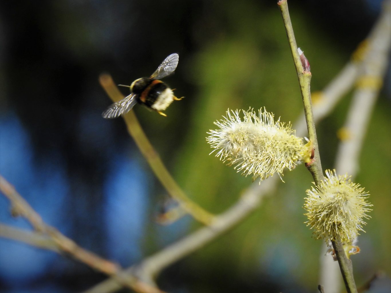 Valokuvaaja: Maarit Siitonen