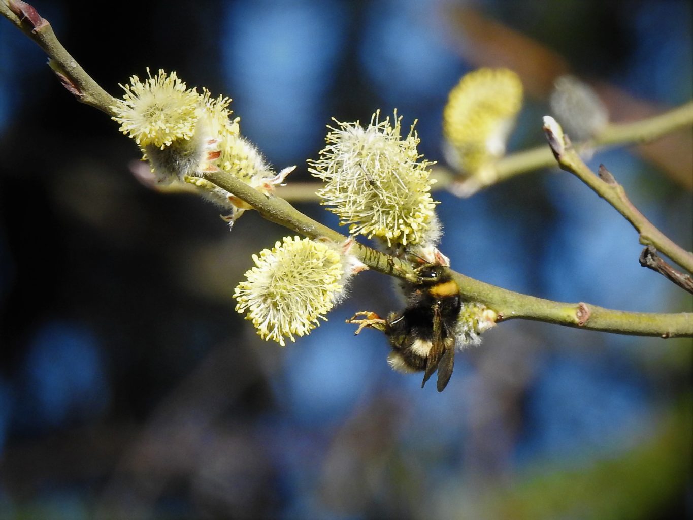 Valokuvaaja: Maarit Siitonen