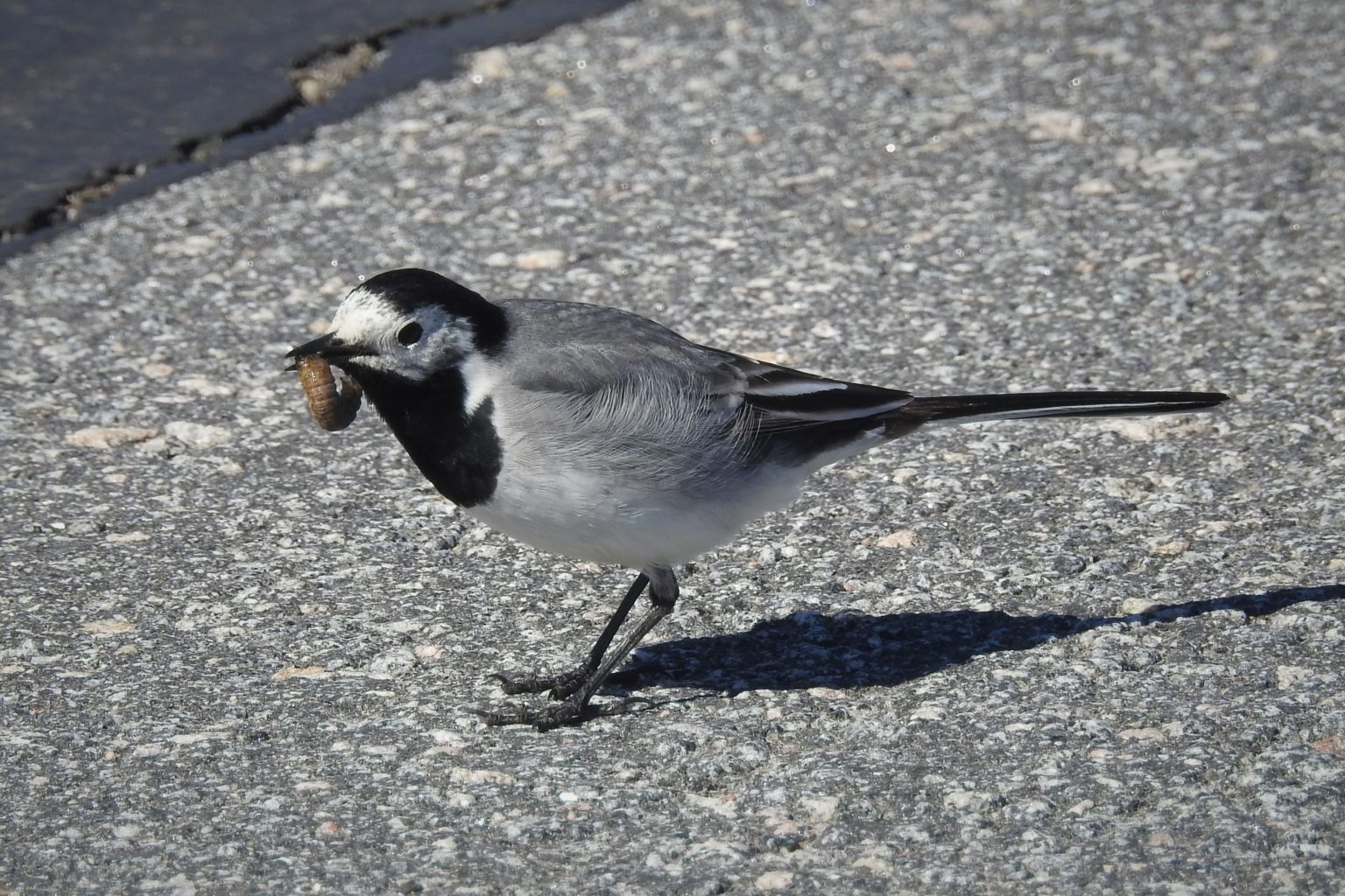 Valokuvaaja: Maarit Siitonen