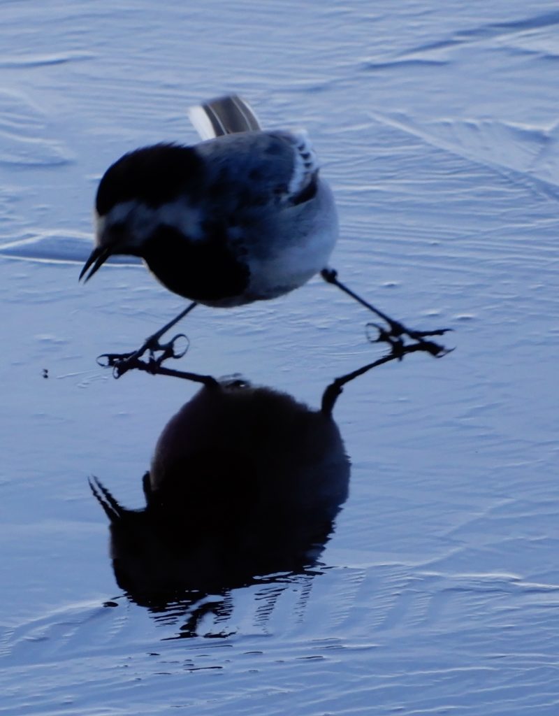 Valokuvaaja: Eeva-Marja Kovanen