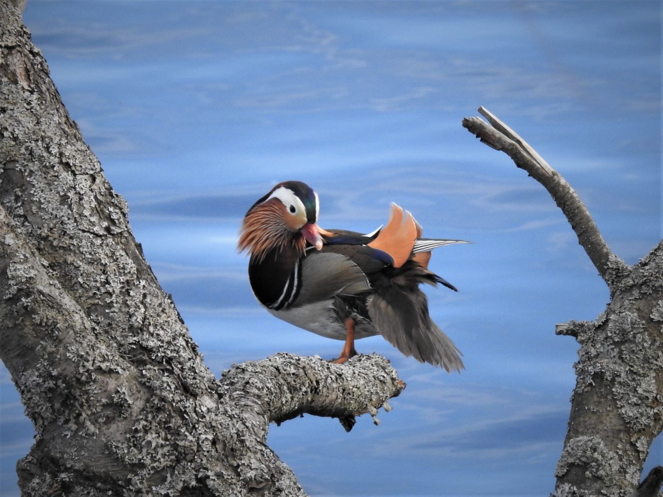 Valokuvaaja: Maarit Siitonen