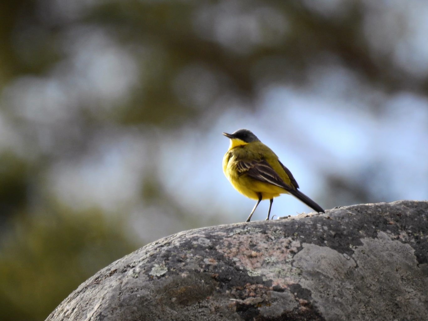 Valokuvaaja: Kari Pirttilä