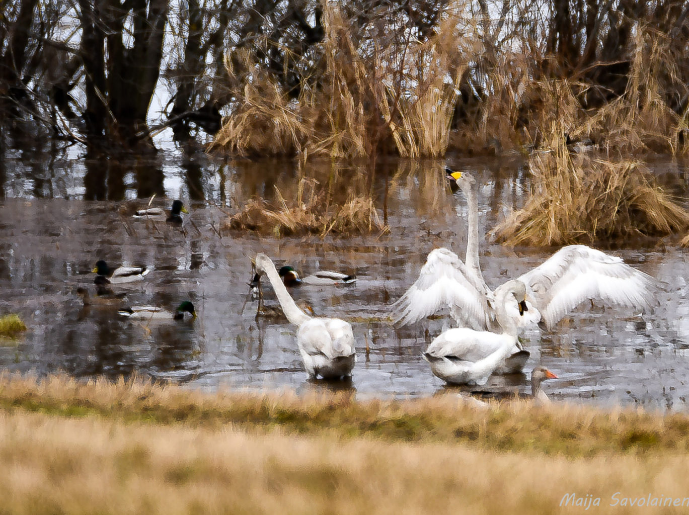 Valokuvaaja: MAIJA SAVOLAINEN