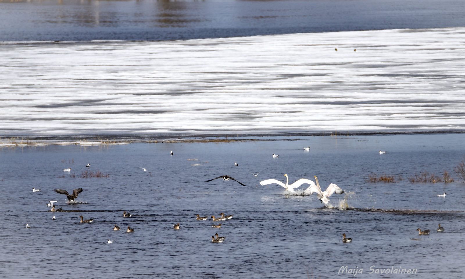 Valokuvaaja: MAIJA SAVOLAINEN