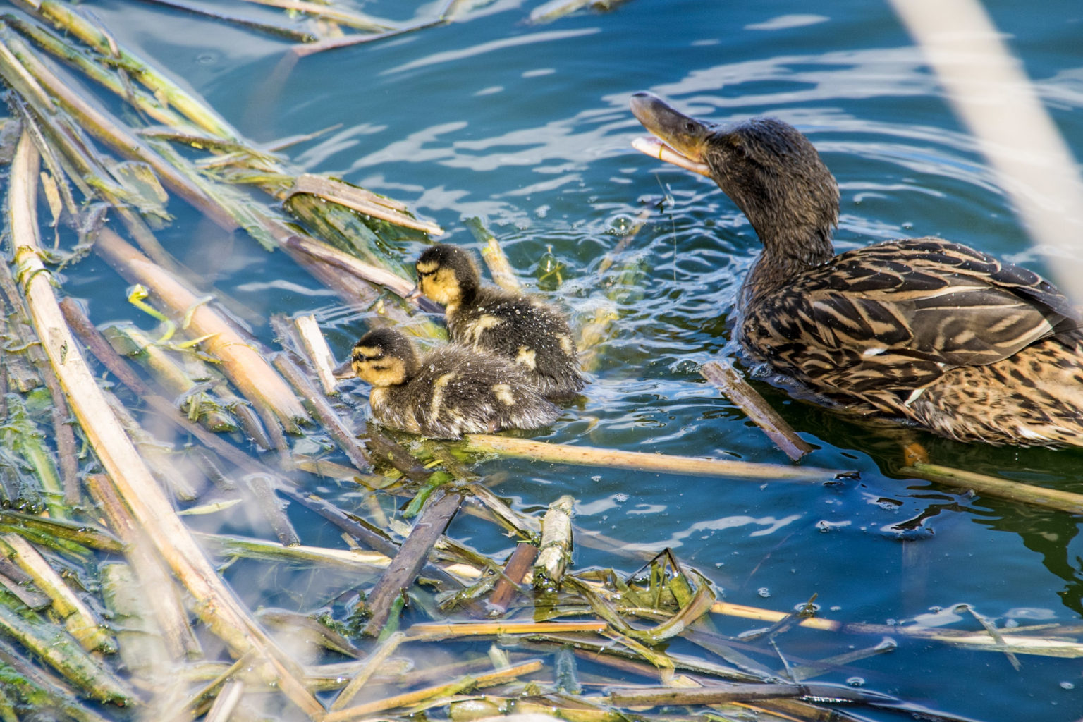 Valokuvaaja: Paul Stevens Valokuvaaja: Paul Stevens