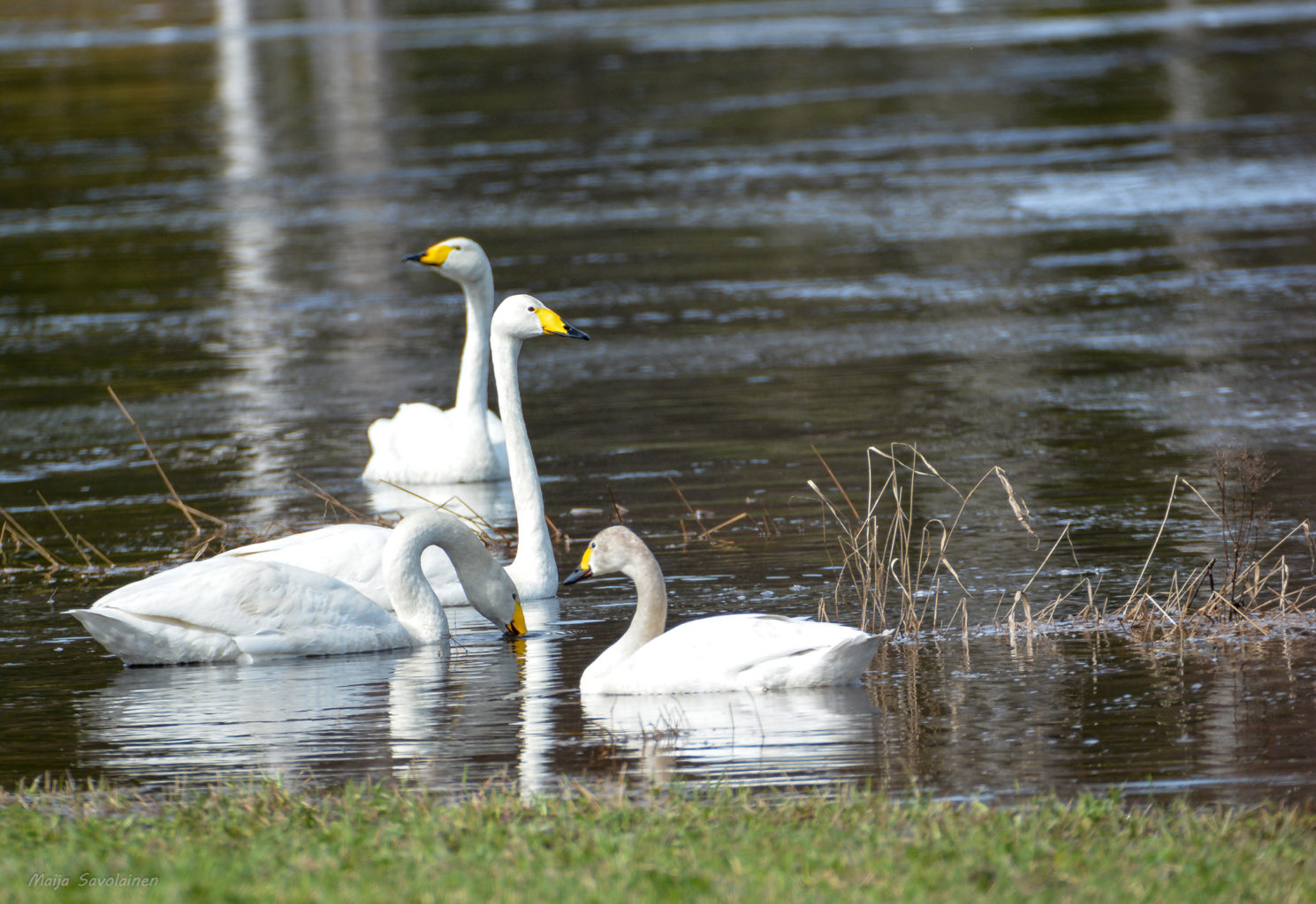 Valokuvaaja: MAIJA SAVOLAINEN