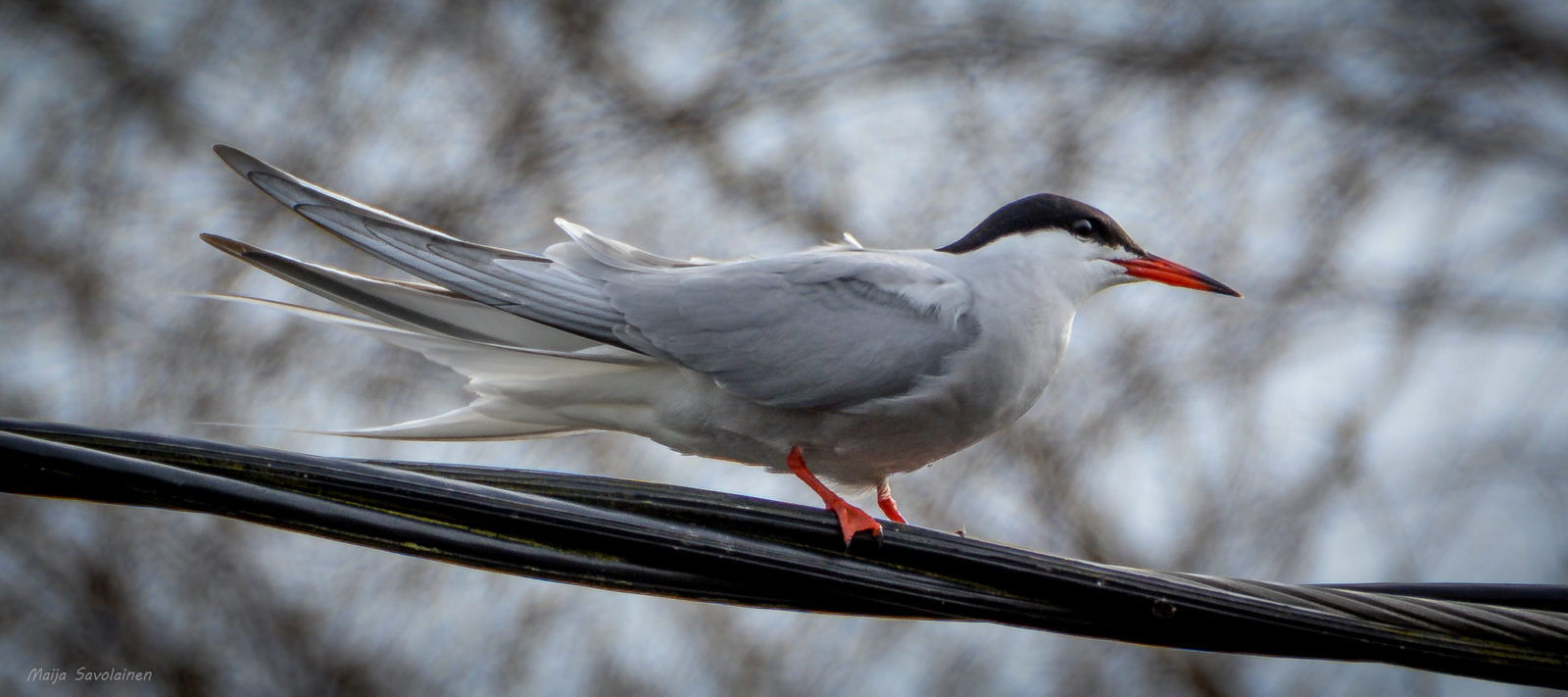 Valokuvaaja: MAIJA SAVOLAINEN