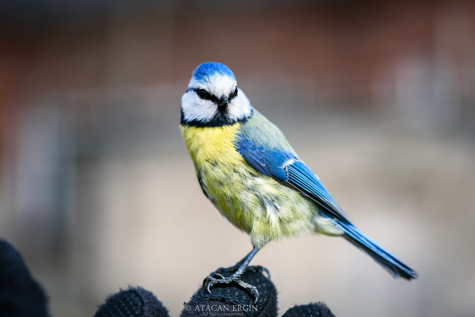 Valokuvaaja: Atacan Ergin