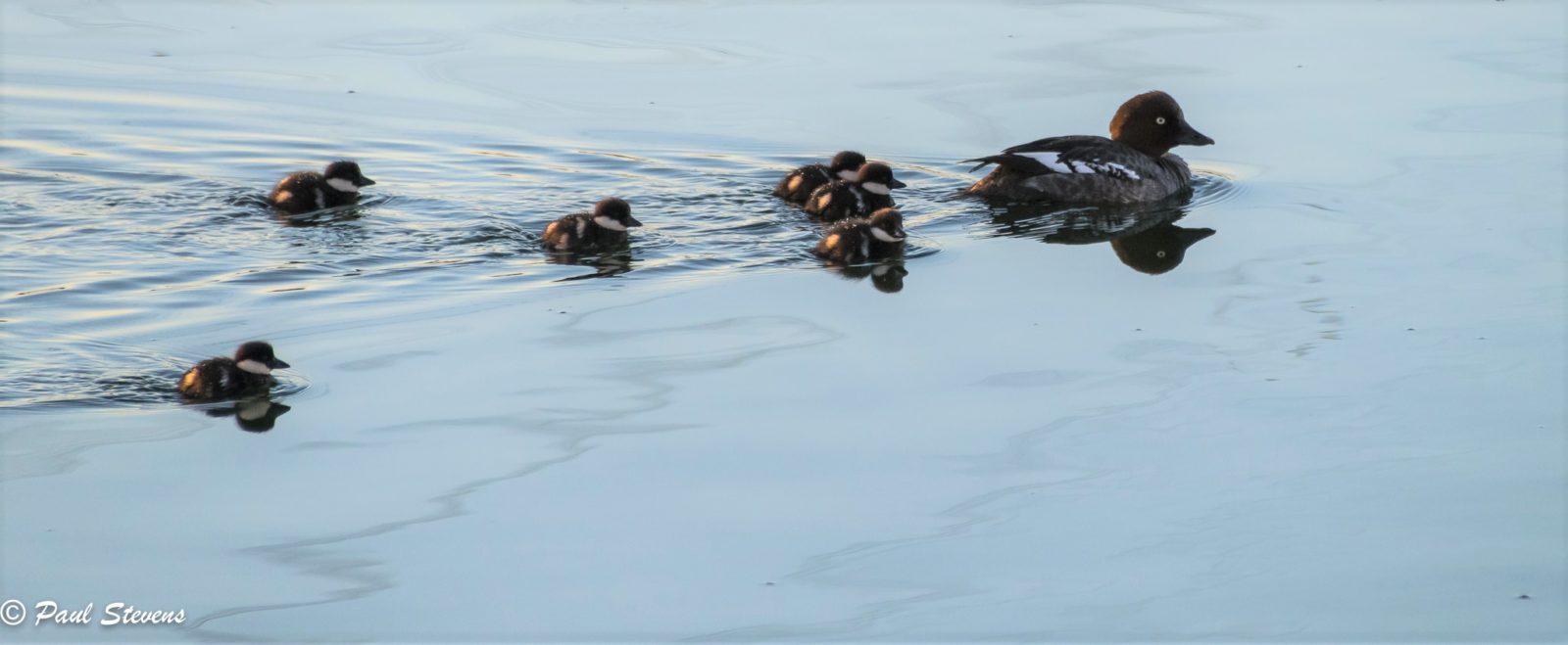 Valokuvaaja: Paul Stevens