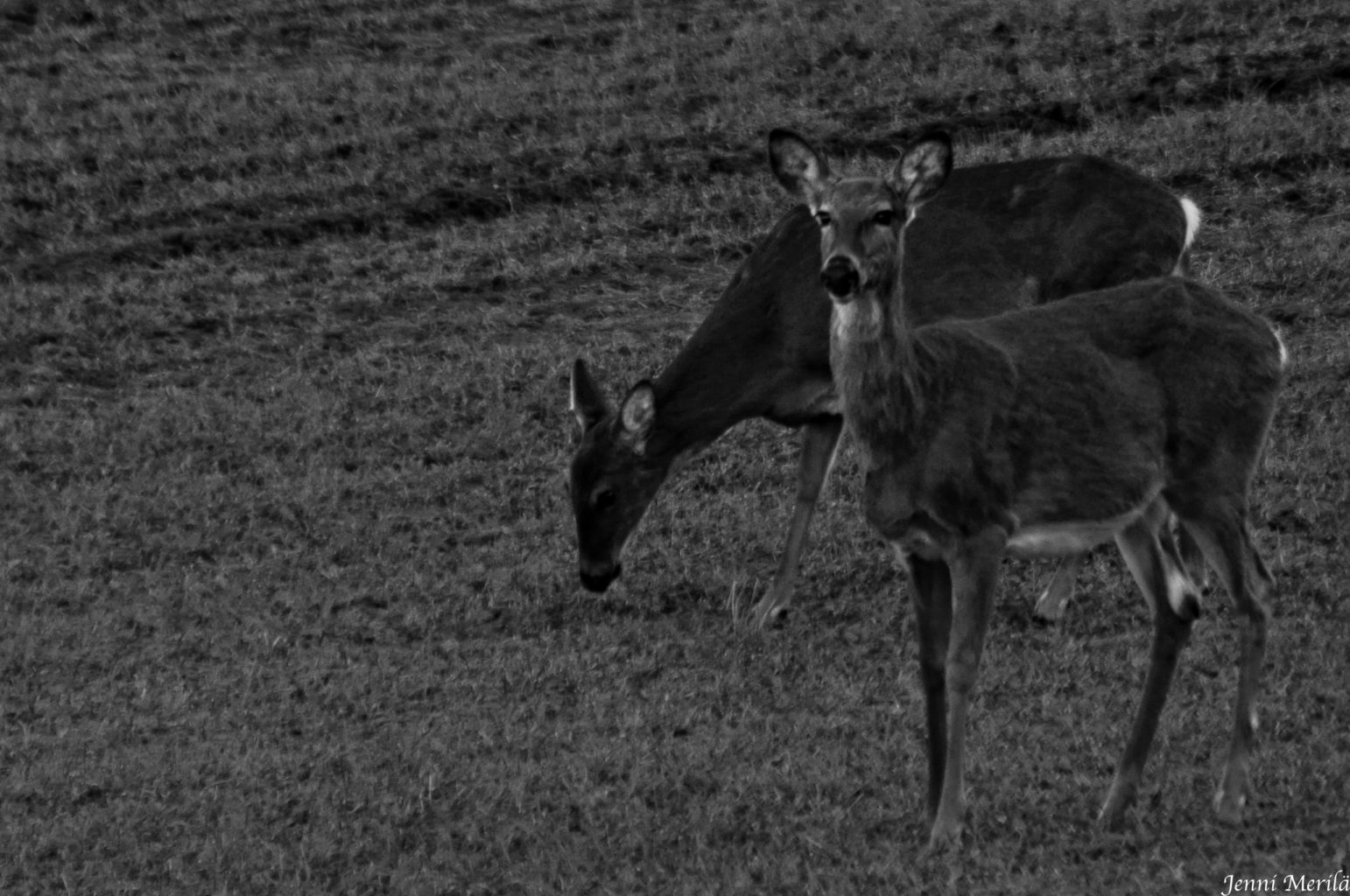 Valokuvaaja: Jenni Merilä