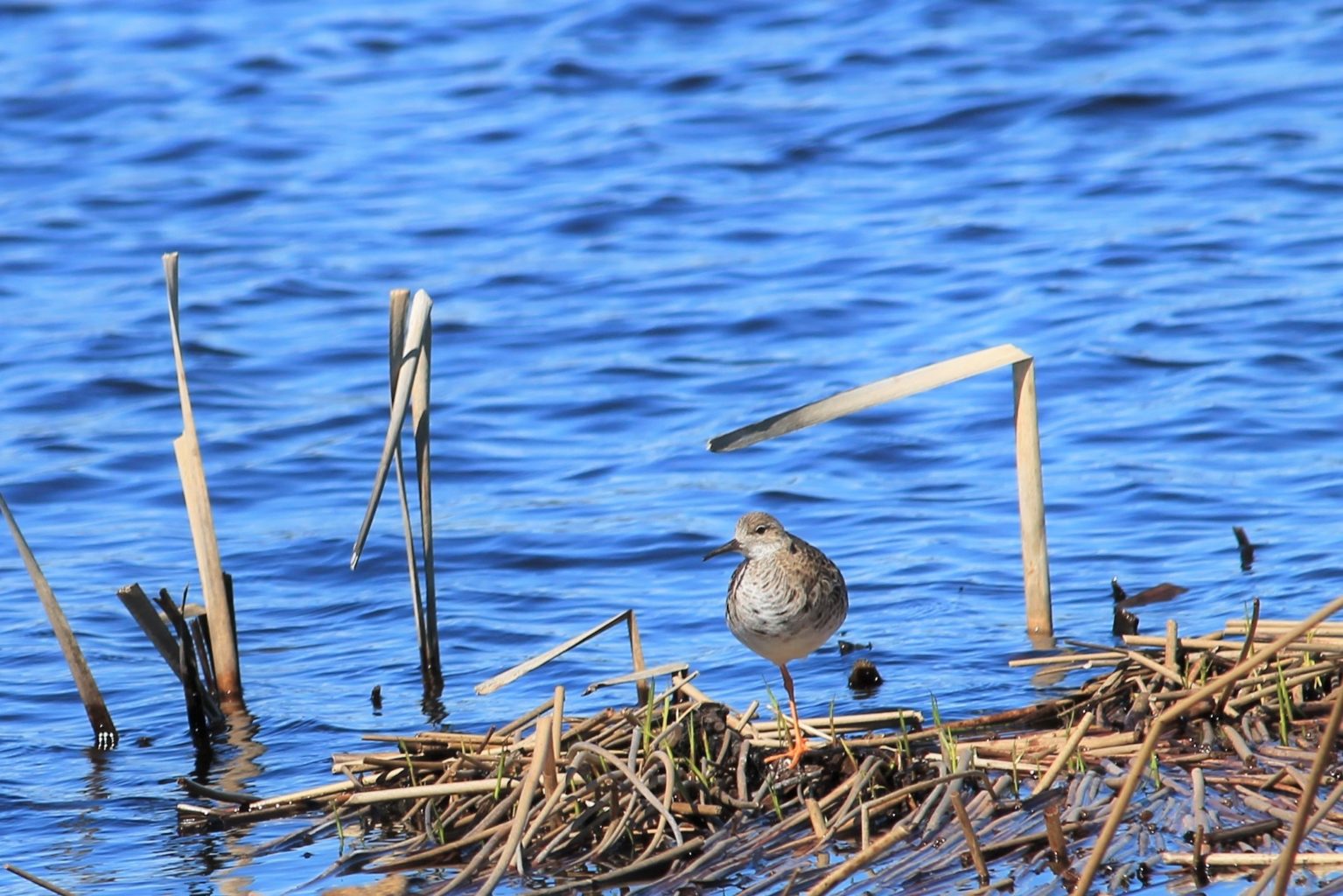 Valokuvaaja: Pirkko Hautamäki