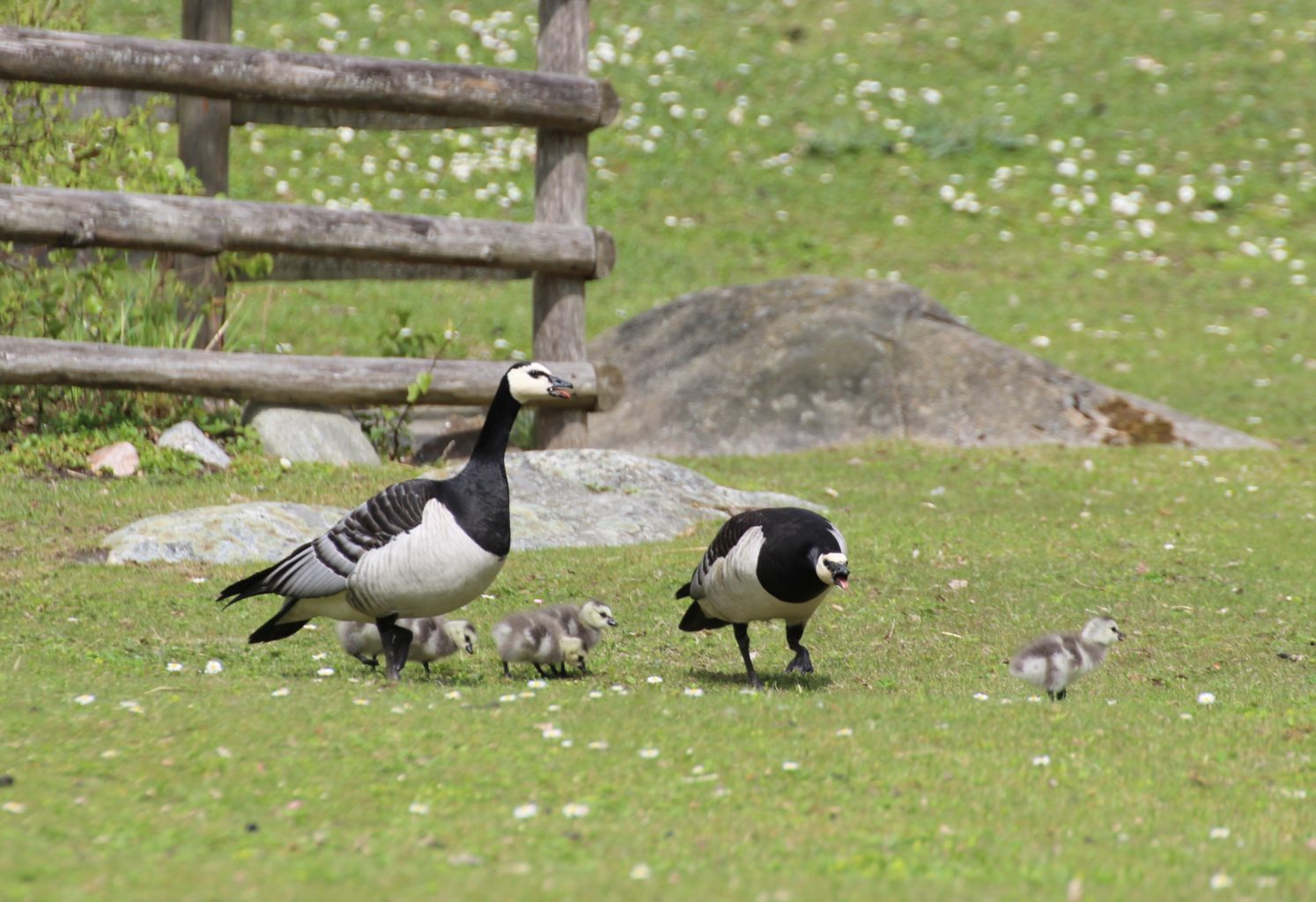 Valokuvaaja: Irja lehtinen